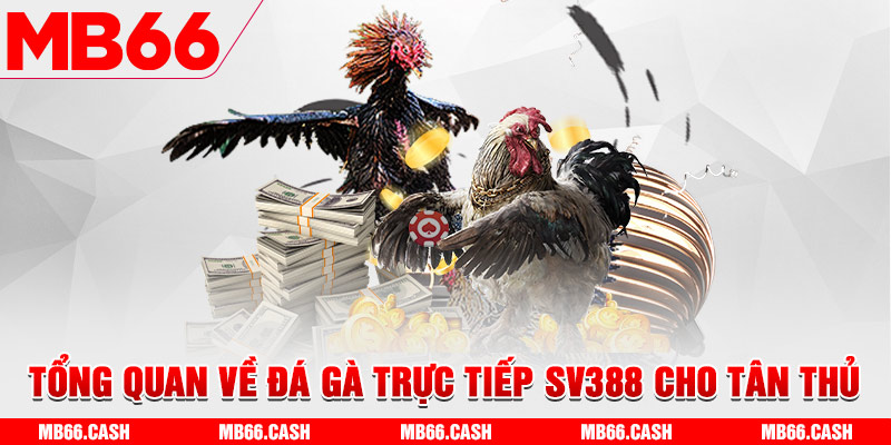 Tổng quan về đá gà trực tiếp SV388 cho tân thủ