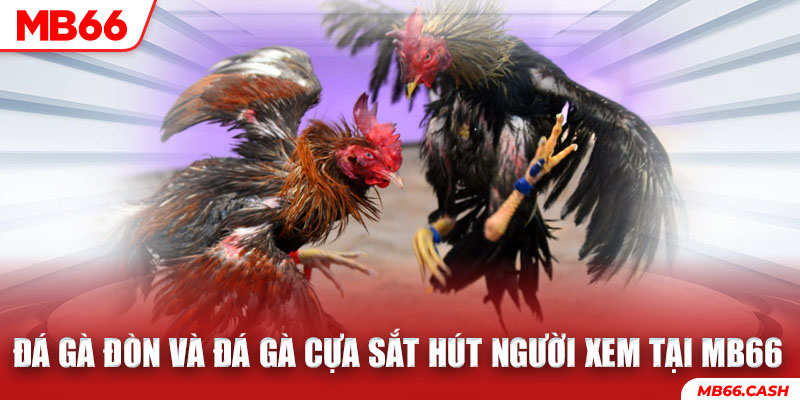 Đá Gà cựa sắt thu hút được nhiều người chơi