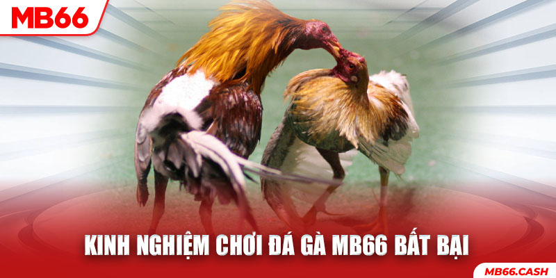 Kinh nghiệm chơi đá gà MB66 bất bại